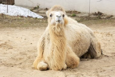 İki hörgüçlü deve. Sıcak ve kurak yazlarla kurak bir iklimde yaşamaya uyum sağlamıştır ve uzun süre susuz kalabilir. İki hörgüçlü devenin doğal rengi çeşitli tonlarda kahverengi kumdur..