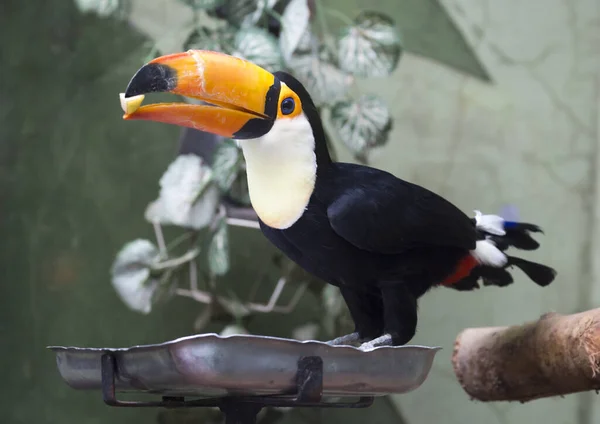 Tucano Questi Sono Alcuni Degli Uccelli Tropicali Più Colorati Trovati — Foto Stock