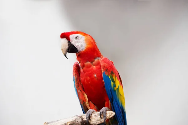 Red Macaw Parrot Plumage Painted Bright Red Feathers Tail Lower — Stock Photo, Image