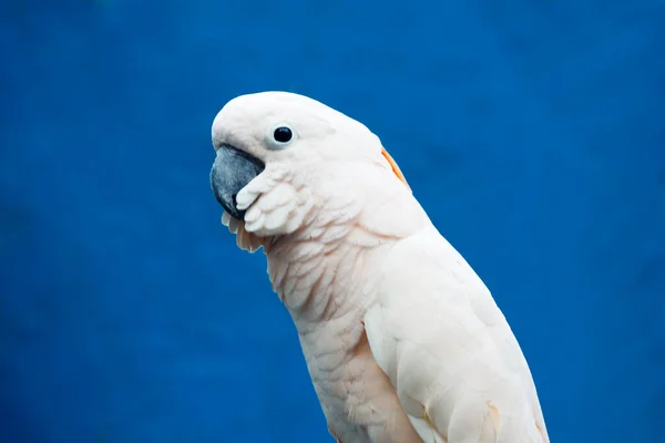 白色的鹦鹉 羽毛是亮白色的 男性和女性是一样的颜色 喙是黑色的 爪子是灰色的 鹦鹉的头很大 有一个很大的 非常大的喙 加长的冠毛形成了一个顶点 — 图库照片