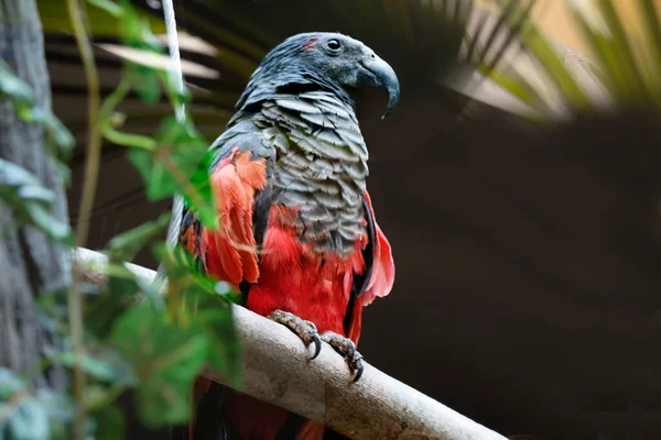 Geierpapagei Ist Endemisch Den Hügeln Und Bergregenwäldern Neuguineas Zusammen Mit — Stockfoto