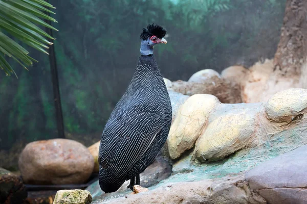 Haubenperlhuhn Der Vogel Ist Berühmt Für Sein Schönes Gefieder Schwarze — Stockfoto