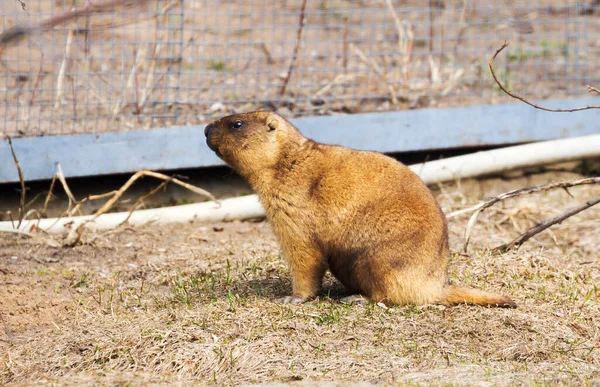 Woodchuck Este Roedor Habitante Das Estepes Eurásia Woodchuck Dos Maiores — Fotografia de Stock