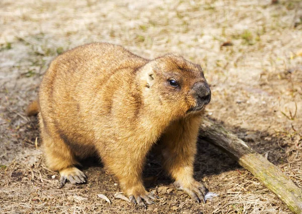 Woodchuck Este Roedor Habitante Das Estepes Eurásia Woodchuck Dos Maiores — Fotografia de Stock