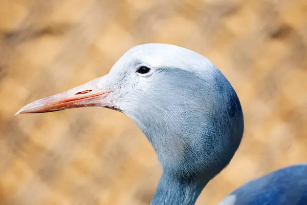 Blauer Kranich Dieser Vogel Lebt Namibia Und Der Republik Südafrika — Stockfoto