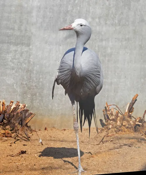 Blue Crane Bird Lives Namibia Republic South Africa — Stock Photo, Image