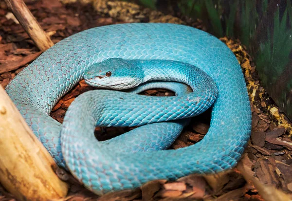 White Lipped Island Pit Viper Very Beautiful Venomous Blue Snake — Stock Photo, Image