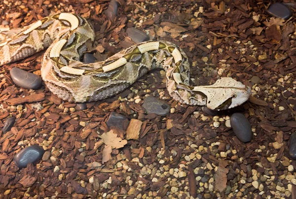 Viper Gsboon África Occidental Una Las Serpientes Más Venenosas Del —  Fotos de Stock