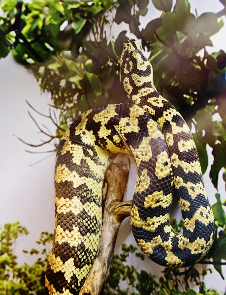 Python Alfombra Serpiente Tamaño Mediano Unos Dos Metros Largo Habita —  Fotos de Stock