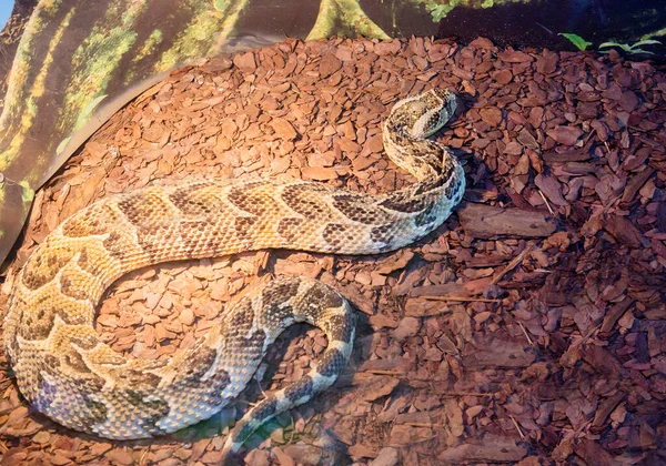 African Puff Adder Esta Uma Das Cobras Mais Comuns Continente — Fotografia de Stock