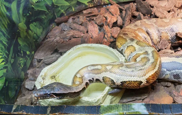 Python Sangue Comprimento Corpo Até Parte Trás Marrom Com Manchas — Fotografia de Stock