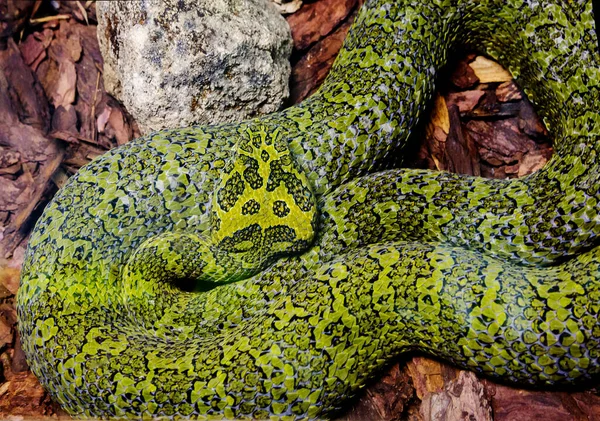 Vipère Fosse Mang Shan Est Serpent Rare Vit Que Sur — Photo