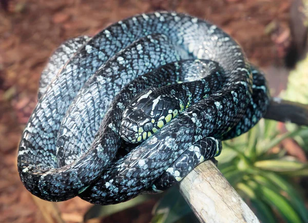 Serpente Mangue Vive Nas Ilhas Filipinas Uma Subespécie Rara Cobras — Fotografia de Stock