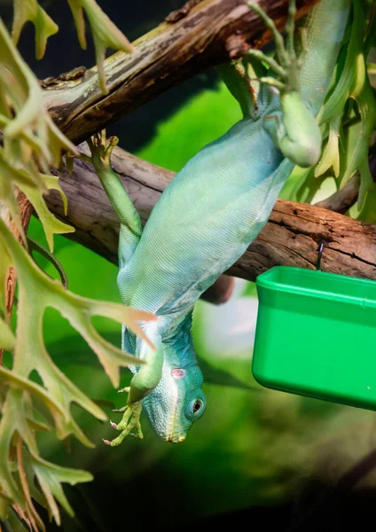 Iguana Fiyiana Rayada Uno Los Lagartos Color Más Espectacular Fauna —  Fotos de Stock