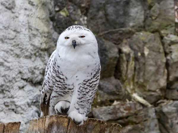 Búho Polar Pájaro Grande Envergadura Promedio Metro Medio Plumaje Blanco — Foto de Stock