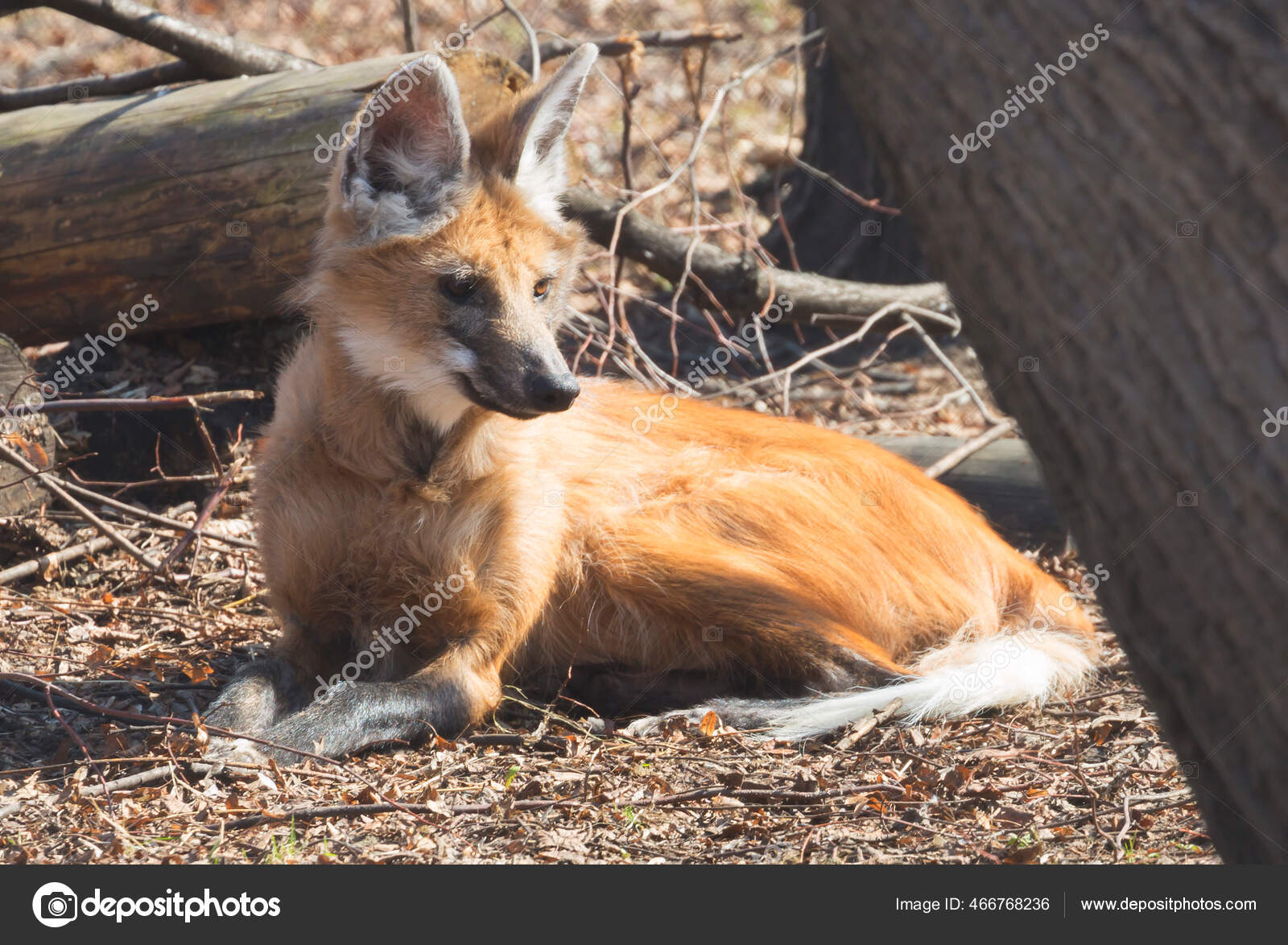 Maned Wolf Female Predatory Mammal Canine Family Greek Its Name