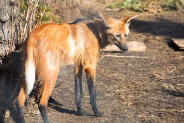 Maned Wolf, erkek. Köpek familyasından yırtıcı bir memeli. Yunanca 'da 