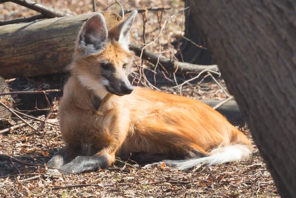 Maned wolf, female.It is a predatory mammal of the canine family. In Greek, its name means \