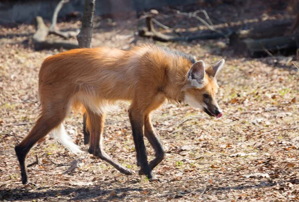 Maned wolf, male.It is a predatory mammal of the canine family. In Greek, its name means \