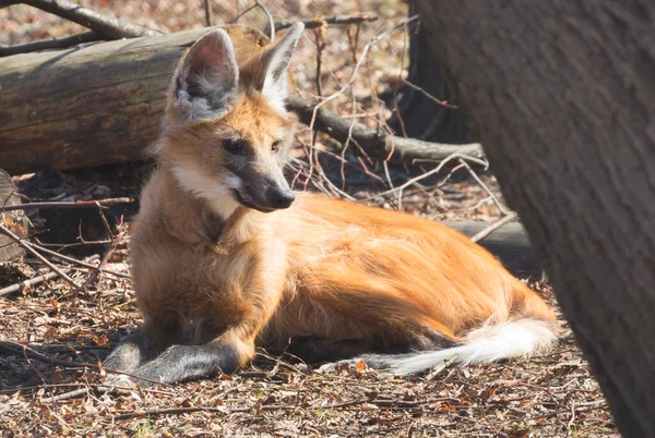 Maned wolf Stock Photos, Royalty Free Maned wolf Images | Depositphotos Maned wolf Stock Photos, Royalty Free Maned wolf Images | Depositphotos