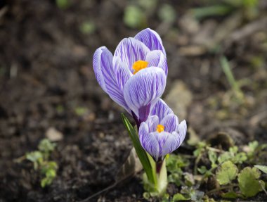 Timsahlar. Nisan 'ın gelmesiyle birlikte bahçede bahar çiçekleri açmaya başlar. Ve bunların arasında, crocus gibi küçük ampul bitkileri, özel bir cazibe ve çekicilik getirir..