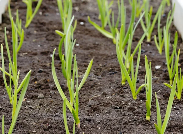 庭で春のニンニクの芽 彼らは通常 再発した霜を許容し 暖かい天候の確立後 彼らはすぐに植物質量を増加させます — ストック写真