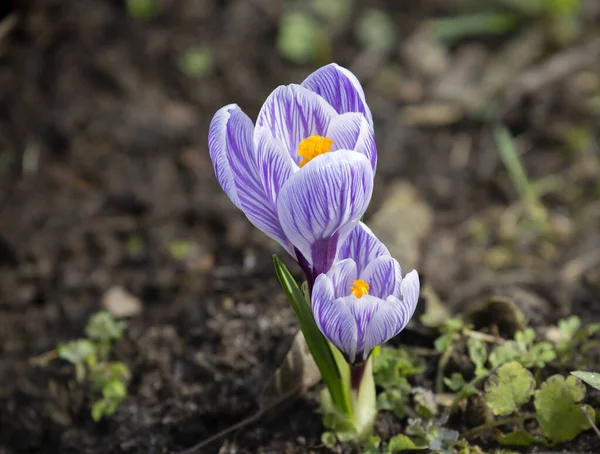 Timsahlar. Nisan 'ın gelmesiyle birlikte bahçede bahar çiçekleri açmaya başlar. Ve bunların arasında, crocus gibi küçük ampul bitkileri, özel bir cazibe ve çekicilik getirir..