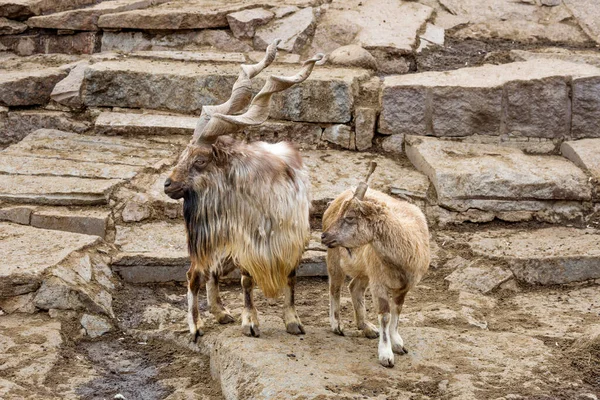 The horned goat. Couple.This is a cloven-hoofed mammal from the genus of mountain goats, an endangered species.
