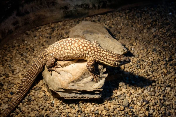 Sırt kuyruğu monitörü. Bir kertenkele. Kuyruklu vücudun maksimum uzunluğu 60 santimetreye kadar çıkıyor. Vücut koyu kahverengi ve sarı-beyaz ağ desenli. Kuzey Avustralya 'nın bazı bölgelerinde yaşar. Böcekler, küçük memeliler ve bitkilerle beslenir..