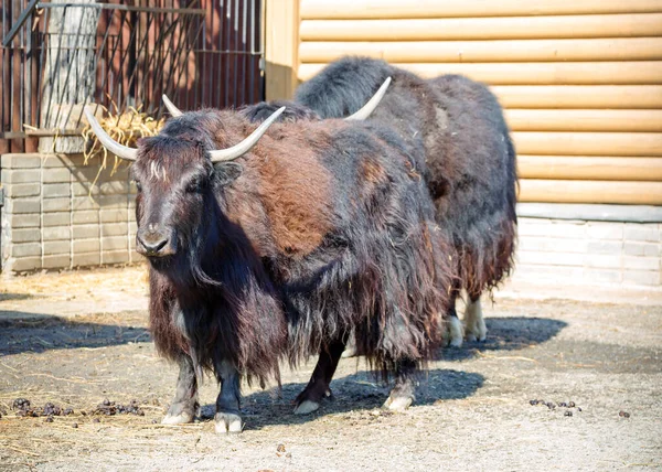 Yak Domestico Toro Tibetano Questi Sono Mammiferi Zoccoli Veri Tori — Foto Stock