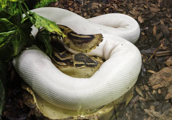 Pitón Real Una Serpiente Venenosa Común África —  Fotos de Stock