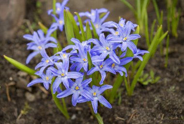 Chionodox çiçeği, çuha çiçeği. Açıklıktaki ilk bahar çiçeklerinden biri..