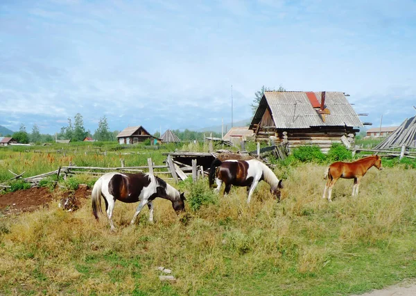 Крым Сельский Пейзаж Лошадей Особая Порода Лошадей Чрезвычайно Выносливых Неутомимых — стоковое фото