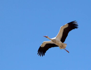 Beyaz leylek uçuyor. Siyah kanatlı, uzun boyunlu, uzun ince kırmızı gagalı ve uzun kırmızı bacaklı beyaz bir kuştur. Beyaz leyleğin yüksekliği 100-125 cm, kanat açıklığı 155-200 cm. Yetişkin bir kuşun ağırlığı 4 kiloya ulaşır..
