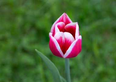 Tulip variety Candy Apple Delight. A goblet-shaped flower with pointed petals of pink-crimson color and a bright milky-white border.
