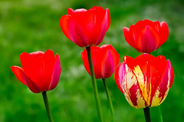 Tulpen Rechts Bild Ist Eine Tulpe Der Triumphklasse Sehen Hat — Stockfoto
