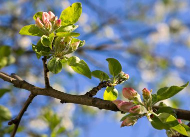 Elma tomurcukları. Elma ağacı baharda muhteşem kokulu çiçeklerle kaplıdır. Resim açılmamış bir tomurcuğu gösteriyor..