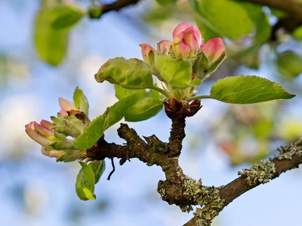 Elma Tomurcukları Elma Ağacı Baharda Muhteşem Kokulu Çiçeklerle Kaplıdır Resim — Stok fotoğraf