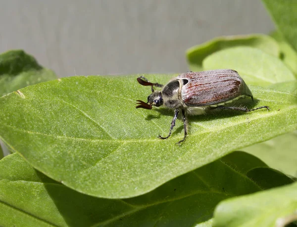 May beetle. (Chafer)It is a plant pest. In April, May, they actively eat the pulp of flowering buds and soft young leaves, destroying trees, shrubs, flowering plants. Length 22-29 mm. The body is black: the wings are red-brown.