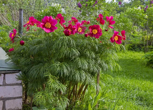 薄葉の牡丹 この花の開花は早い 遅いチューリップと同時に この花はランドスケープデザイナーだけでなく アマチュア庭師も魅了します — ストック写真