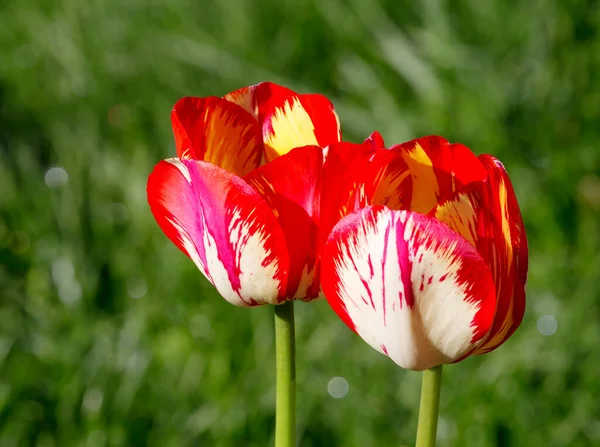 Tulpe Carnaval Rio Die Blume Hat Eine Doppelte Farbe Die — Stockfoto