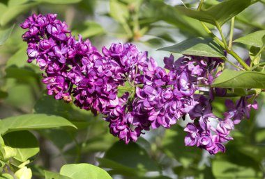 Terry Leylak çiçek açıyor. Terry Leylak son derece güzel, yemyeşil çiçekleri var. Bitki rafine edilmiş baharatlı bir aroma yayar. İlkbaharın sonlarında açar.