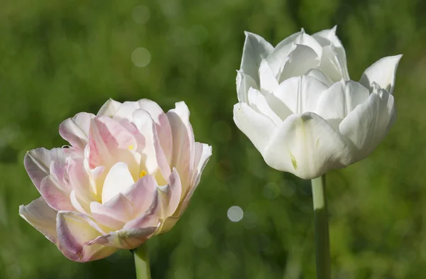 Pfingstrosen Tulpe Perlmutt Rosa Tulpenknospen Werden Leicht Mit Pfingstrosen Verwechselt — Stockfoto