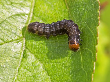Bir güve tırtılı. Tırtıl 40 mm uzunluğunda ve yaklaşık 7 mm kalınlığında. Meyve hasadına zarar veriyor ve yaprakları yiyor. Mayıs-Haziran döneminde meyve yetiştirme ve meyve yetiştirme bahçelerinde önemli hasar meydana gelmiştir..