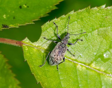 Buğday böceği. (Latince: Phyllobius pomaceus). Yetişkin bir böceğin boyu 8-12 mm 'dir. Kahverengimsi-siyah bir renkleri ve arkasında donuk sarı lekeleri var. Birçok süs mahsulünü (örneğin, rhododendron, cyclamen) etkileyen bir baş belasıdır. ...