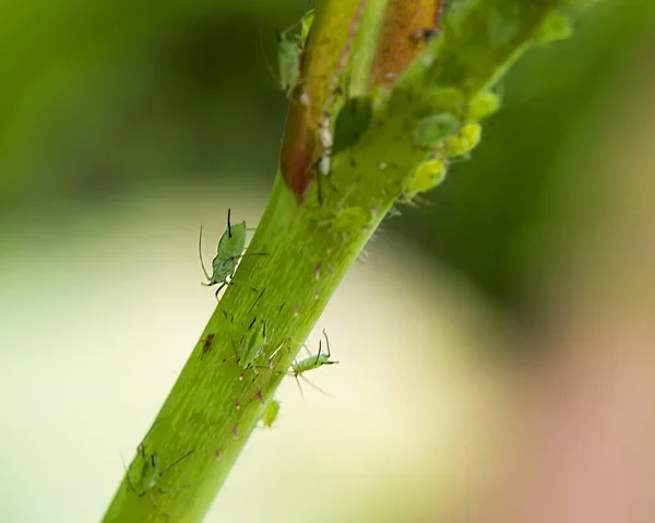 Grüne Blattlaus Das Sind Insekten Die Nicht Länger Als Sind — Stockfoto