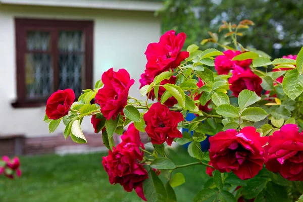 Red Climbing Rose Climbing Roses Prefer Sunny Areas Decorating Arches — ストック写真