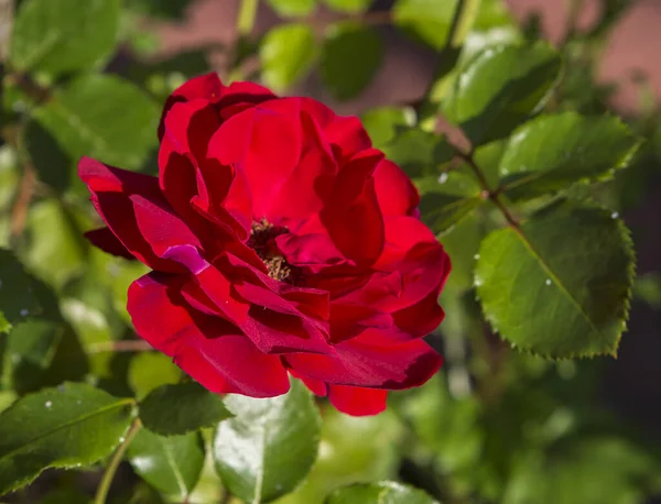 Una Rosa Trepadora Roja Rosas Trepadoras Prefieren Áreas Soleadas Arcos — Foto de Stock