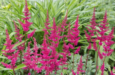 Red astilba.This is a plant that can be planted in the garden, on a flower bed. Very often, a flower becomes the highlight and center of landscape design. The flowers are small, bright red in color, the leaves are glossy dark green.