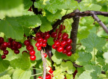 Red currant.This is a small berry shrub of the Gooseberry family. Red currant berries contain a lot of antioxidants, a lot of iron, which is so necessary for blood vessels, and potassium, which has a beneficial effect on the hear